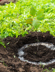 watering from a watering can of a newly planted tree branch. the concept of environmental restoration