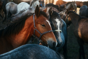 Two horses in the center of the herd