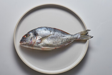 Fresh fish dorado or gilt-head on white background