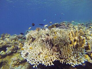 Naklejka na ściany i meble coral reef in the sea ocean fish