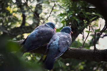 A couple of pigeons are sitting on a tree branch in the forest. Scotland
