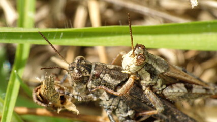 Grasshoppers having sex in a field in Cotacachi, Ecuador