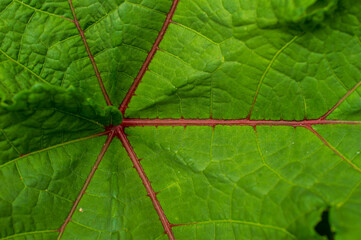 A perennial plant with bright lime green leaves highlighted by veins deep purple
