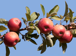 Fruits of the Amasya, a local variety of apple (Malus domestica) grown in the Central Anatolia