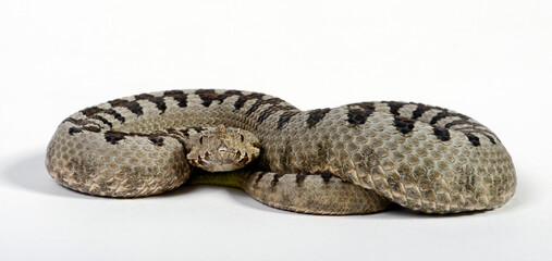 Transcaucasian sand viper, Armenian sand viper // Transkaukasische Hornotter (Vipera transcaucasiana)