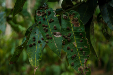 Green leaves infected by black leaf galls
