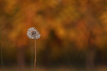 fiore di dente di leone al tramonto in autunno