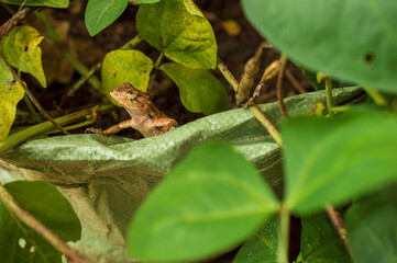 Indian chameleon in focus

