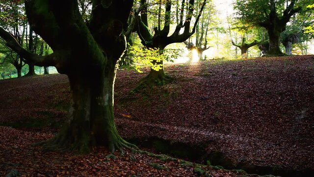 Colorful autumn at Otzarreta beech forest, Gorbea Natural Park, Basque country, Spain. High quality 4k footage