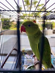 Obraz premium Parrot in cage