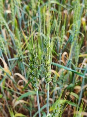 Green Wheat 