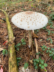 white mushroom in the forest