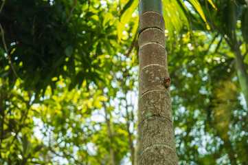 Cicada on a arecanut tree bark
