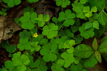 Sour grass plants or wood sorrel forming a beautiful texture background pattern
