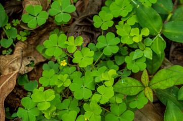 Sour grass plants or wood sorrel forming a beautiful texture background pattern
