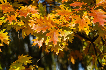 A branch with beautiful orange and yellow leaves of northern red oak. Autumn background.