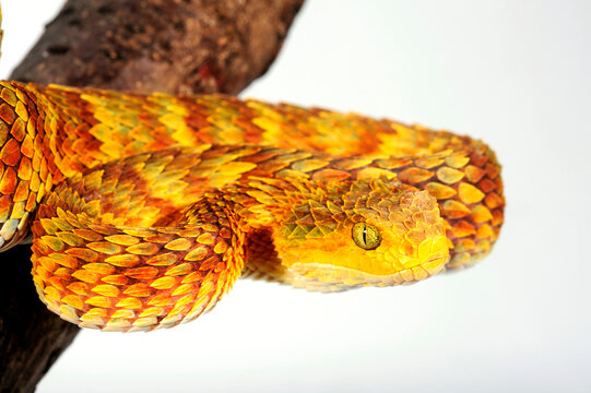 Green bush viper // Gr&uuml;ne Buschviper, Rankschuppige Buschviper (Atheris squamigera)