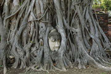 Face in tree