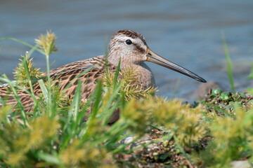A short-billed dowitcher rests along the shore of McLaughlin Bay Wildlife Reserve in Oshawa, Ontario. 