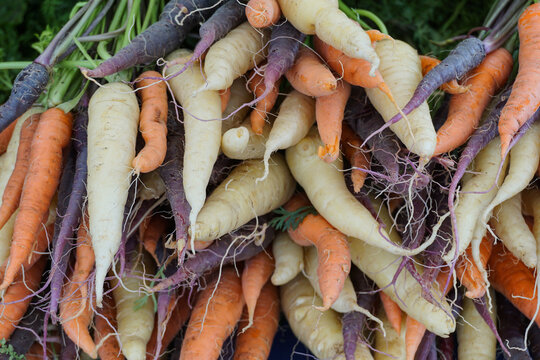 Bunches of farm-fresh organic carrots with a variety of natural shapes, sizes and textures.