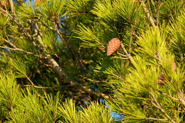 Kiefernzapfen Tannenzapfen in grünen Kiefernadeln isoliert vor Baum und blauem Himmelmit unruhigem...
