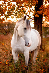 Obraz na płótnie Canvas Portrait of gray horse in autumn in sunrise light