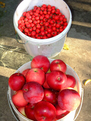Hawthorn and red apples in full buckets, poured to the top. Harvested in the garden