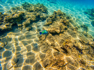 Various fishes swimming and feeding at Red Sea coral reefs during summer morning.