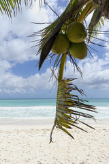 Branch of a palm tree with coconuts on the beach