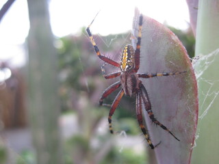 Araña de frente 