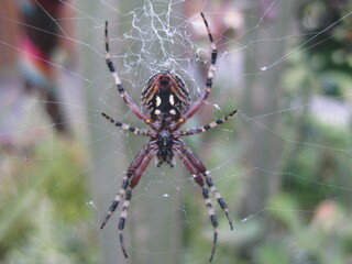 Acercamiento de araña