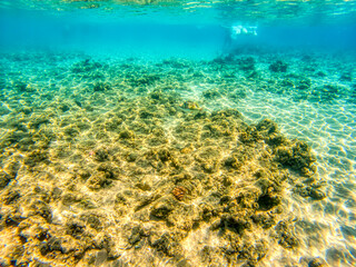 Naklejka na ściany i meble Various fishes swimming and feeding at Red Sea coral reefs during summer morning.