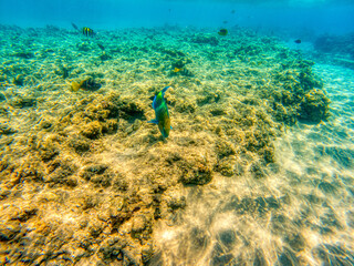 Various fishes swimming and feeding at Red Sea coral reefs during summer morning.