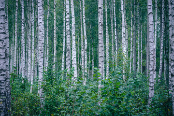 green birch forest pattern Latvia landscape