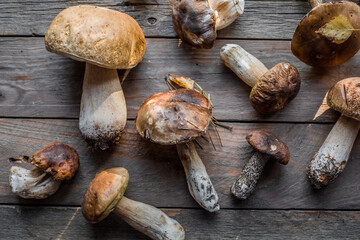 Forest edible mushrooms close up. Ceps boletus edulis over wooden background, rustic table.
