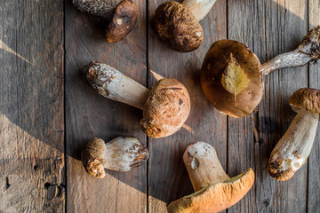 Forest edible mushrooms close up. Ceps boletus edulis over wooden background, rustic table.
