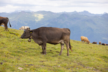 Beautiful cows are eating some grass. Wonderful cow is starring to the camera. Amazing hiking day in one of the most beautiful area in Switzerland called Pizol in the canton of Saint Gallen.