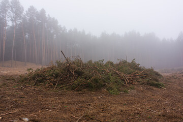 Heaps of branches on the background of a pine forest after cutting the trees..