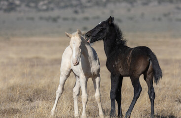 Cute Wild Horse Foals in the Utah Desert