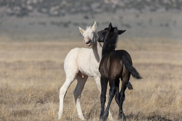 Cute Wild Horse Foals in the Utah Desert