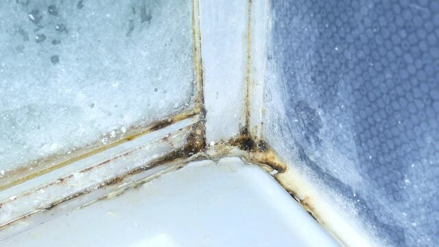 Black mold fungus growing on shower tiles in bathroom. Dampness problem concept.