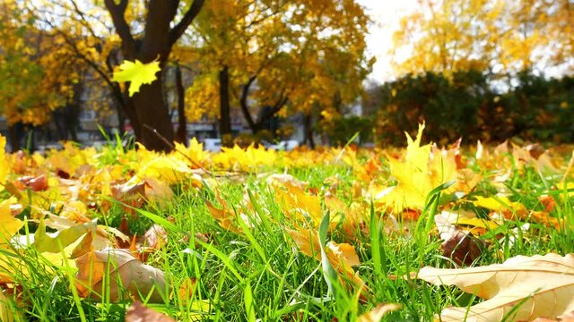 Leaves Falling From Tree