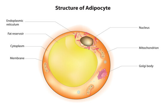 Biological illustration of adipocyte (adipocyte structure)