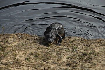 A caiman leaving, emerging from the river moving onto the bank to sun itself