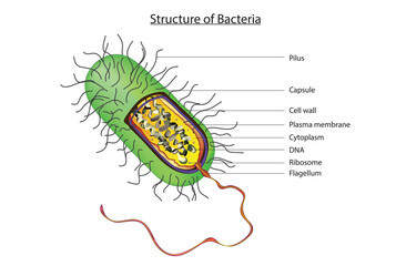 structure of prokaryotic cell ( Anatomy of typical bacteria)