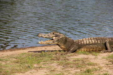 Close-up shot of a muddy caiman sunning, warming up, hunting, on a river bank in the Pantanal,...