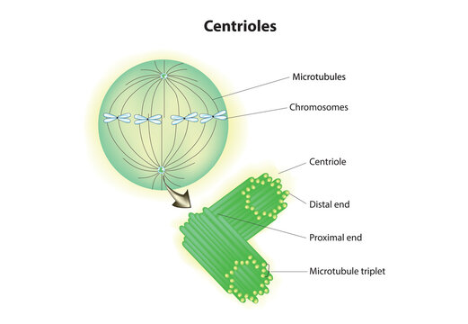 Biological illustration of centriole (couple of centrioles)