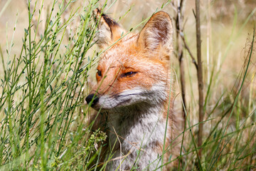 Ein Fuchs schaut aus seinem Versteck.
