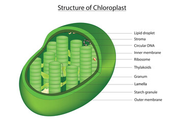 3D structure of chloroplast (Anatomy of chloroplast)