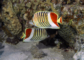 Fototapeta na wymiar A pair of Crown Butterflyfish (Chaetodon paucifasciatus) in the Red Sea